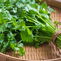 cilantro