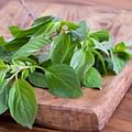 fresh basil leaves